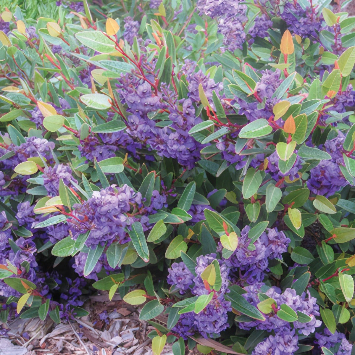 Hardenbergia Mini Ha Halpoharmhh 17 - Garden Express Australia