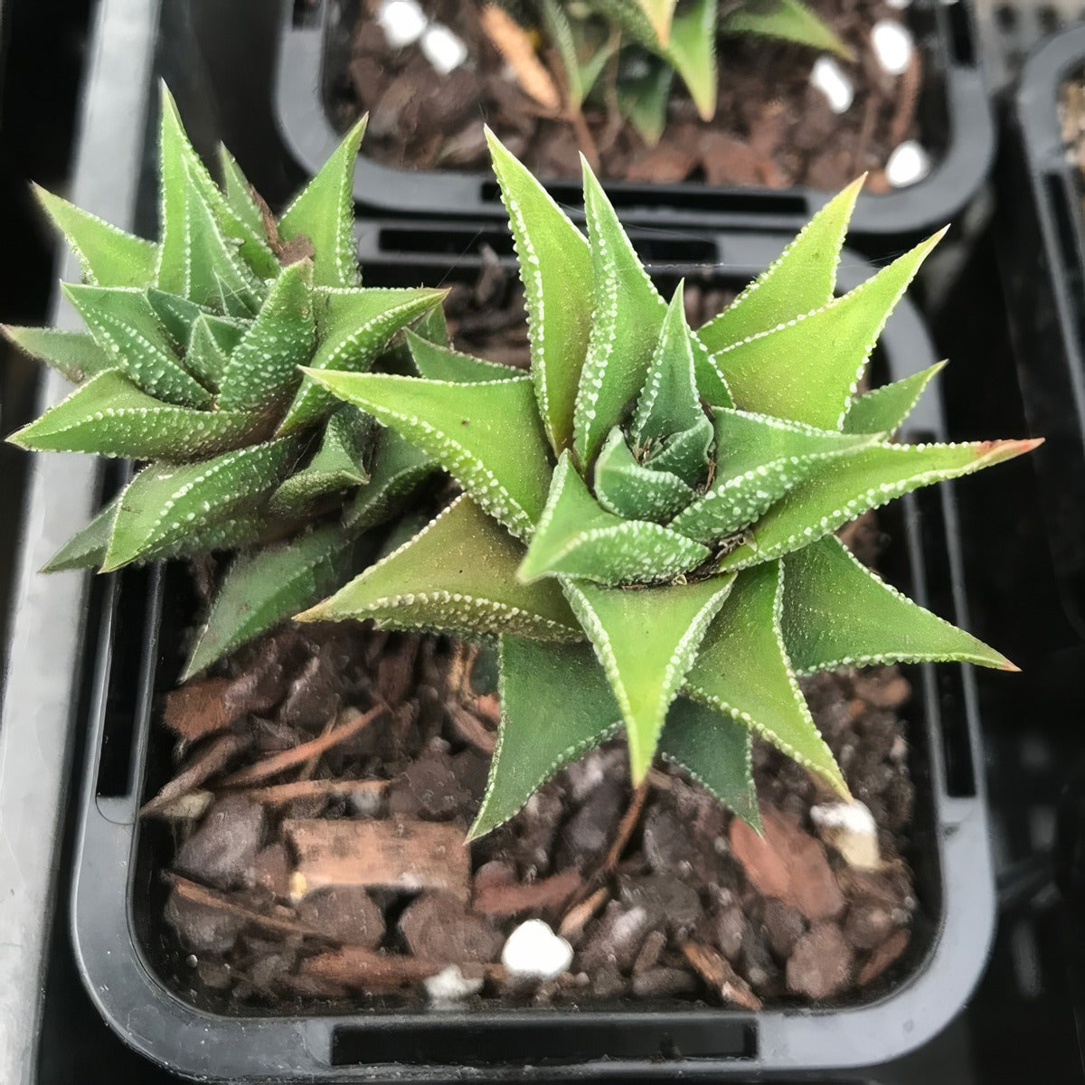 Haworthiopsis Tortuosa P68hawtor - Garden Express Australia
