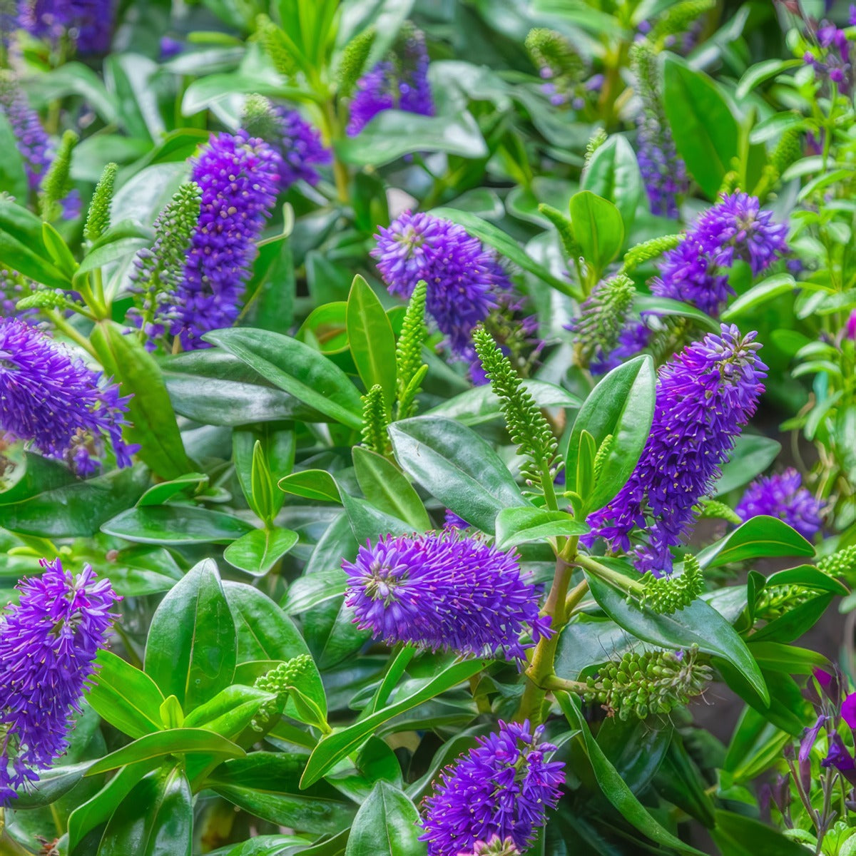 Hebe Elegance Purple Lpohebepr - Garden Express Australia