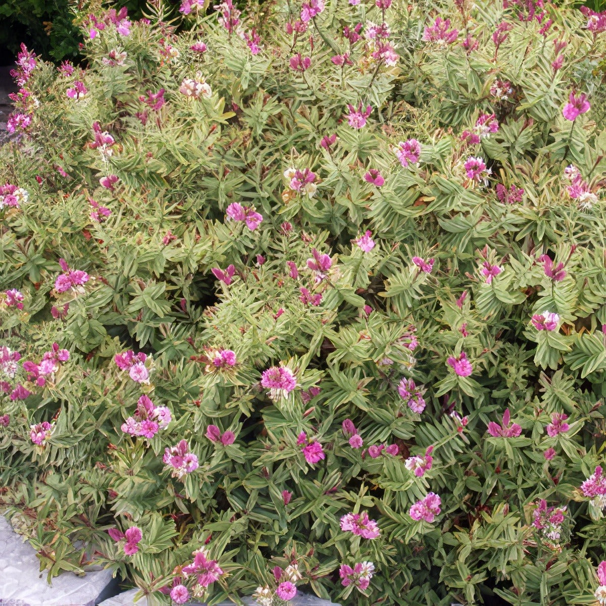 Hebe Annies Winter Wonder 15 Gh - Garden Express Australia