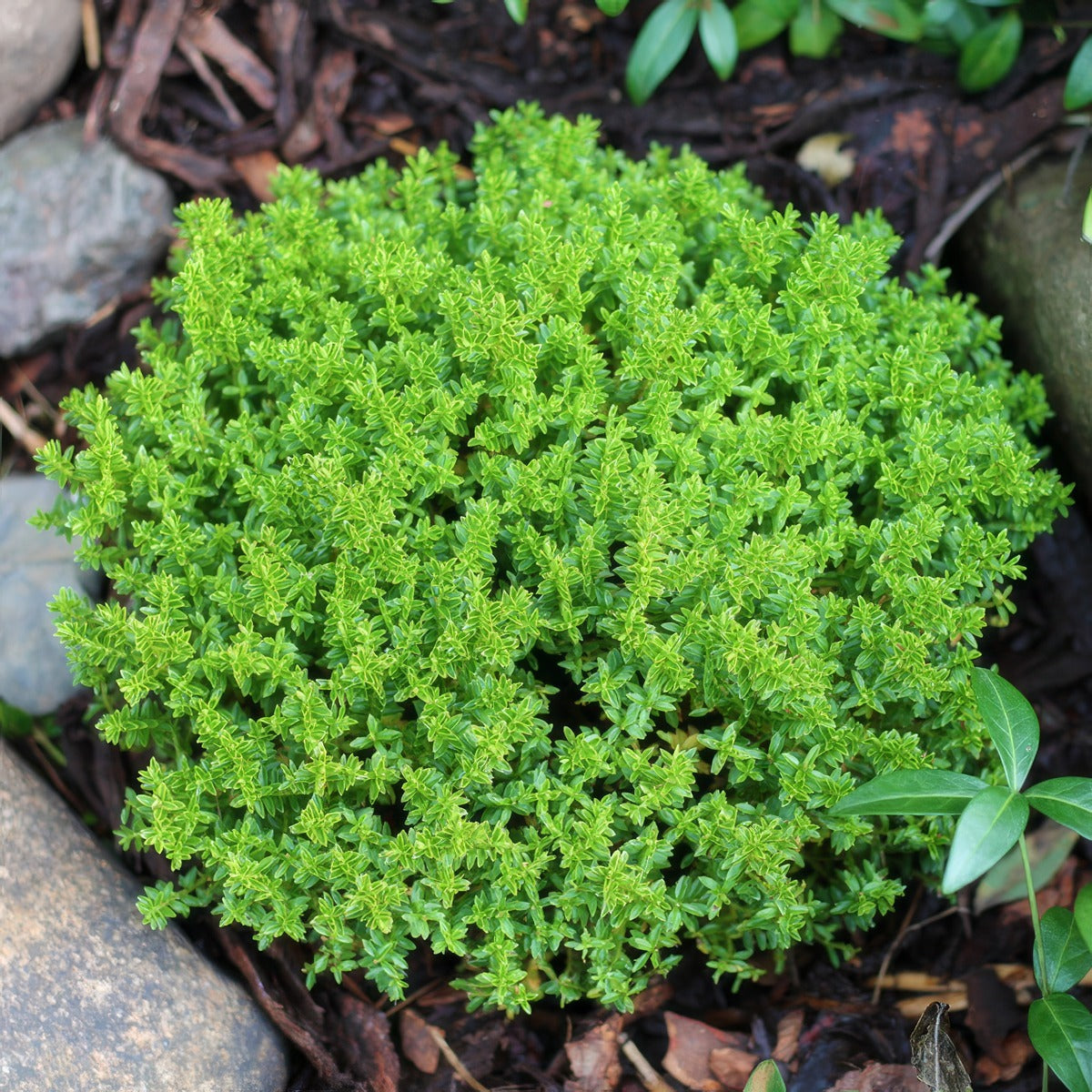 Hebe Emerald Green Lpohebegr - Garden Express Australia