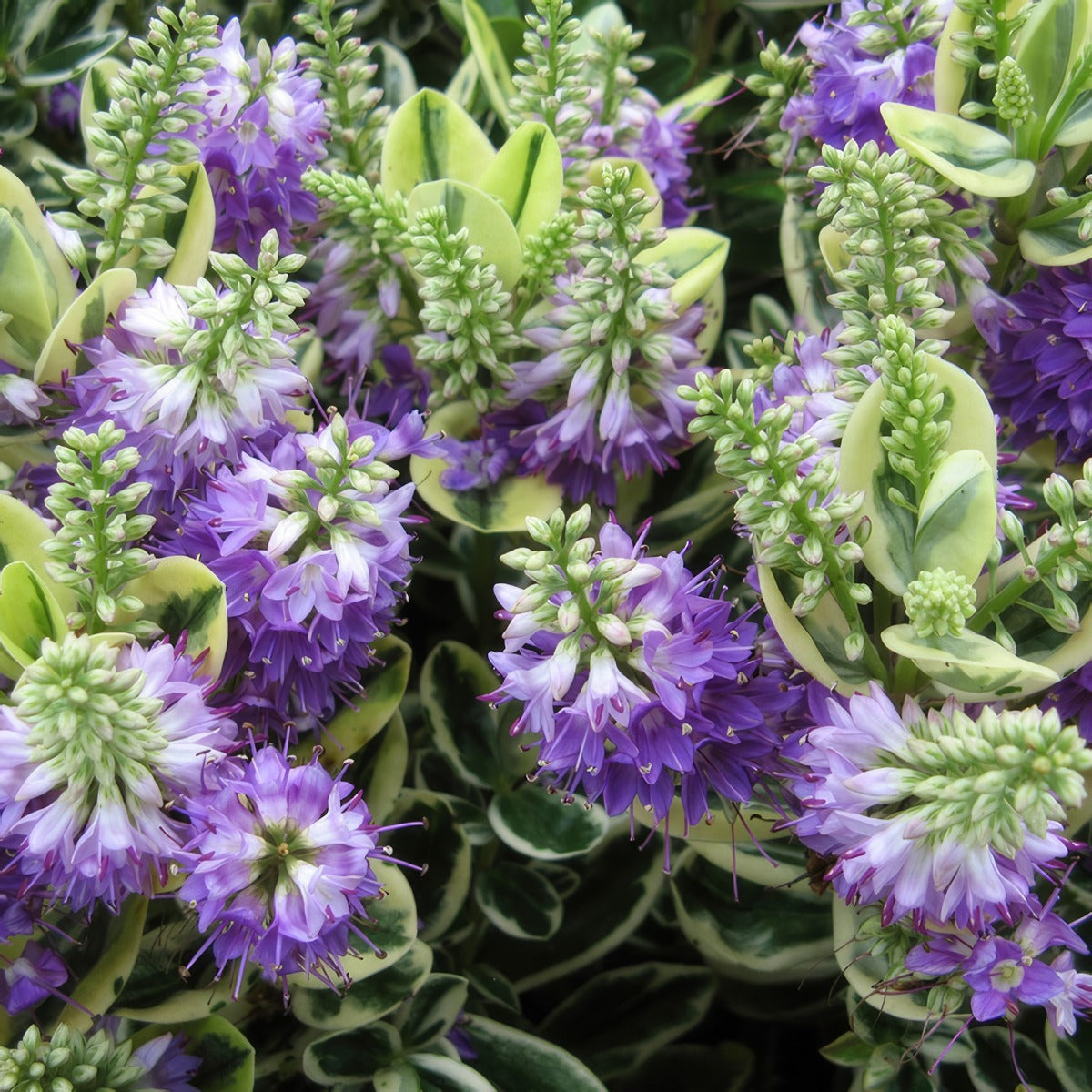 Hebe Waireka Lpohebwai - Garden Express Australia