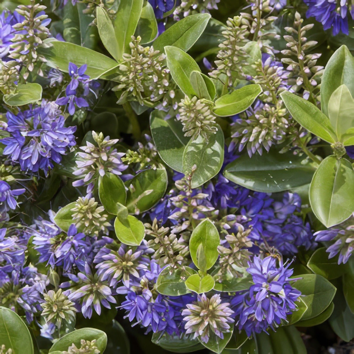 Hebe Blue Gem 14 - Garden Express Australia