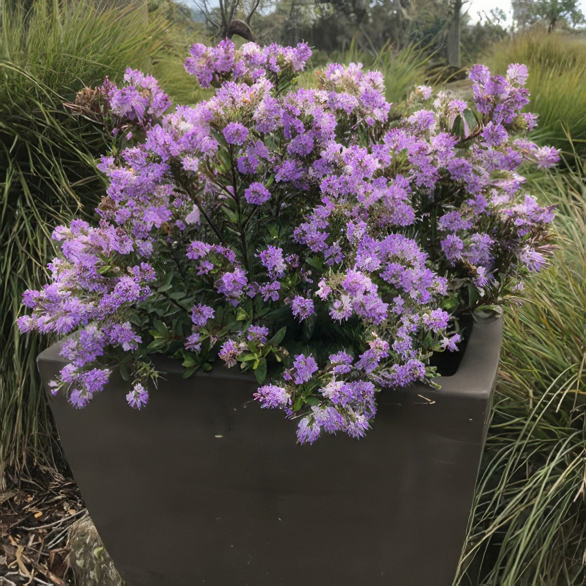 Hebe Lilac Mist Lpoheblmi - Garden Express Australia