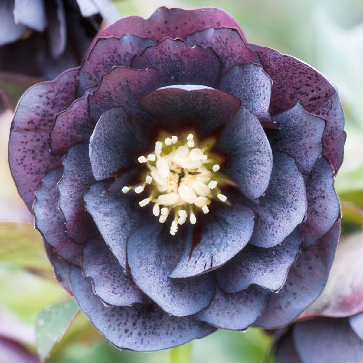 Hellebore Double Slate Pplheldsl - Garden Express Australia