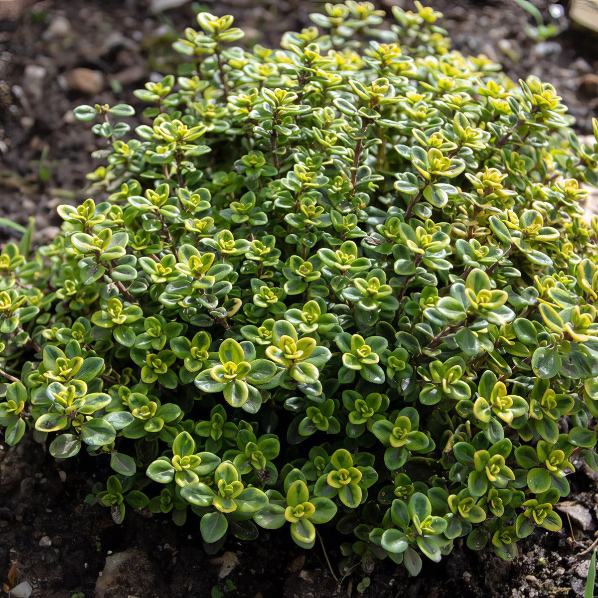 Herb Thyme Lemon Variegated P68hertlv - Garden Express Australia