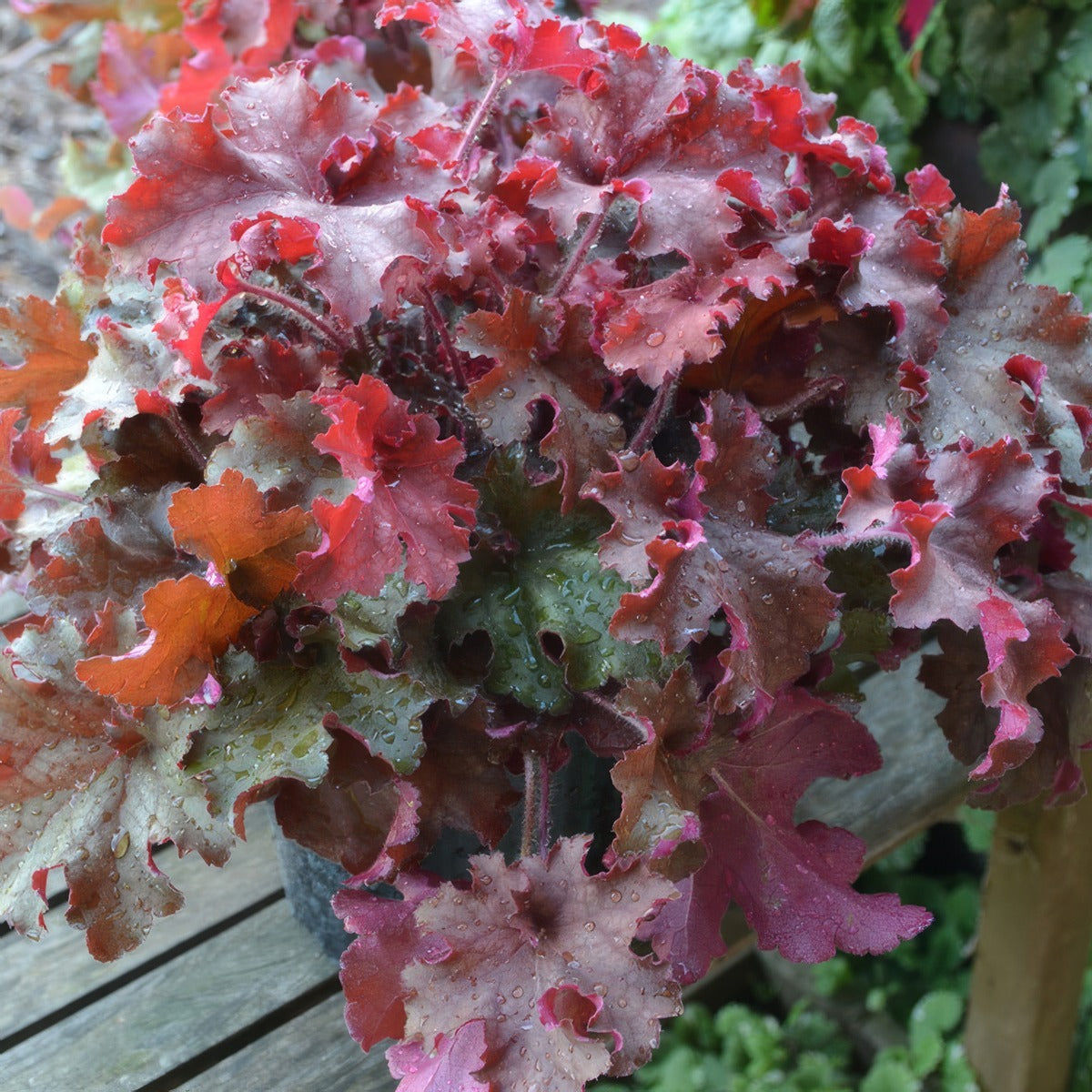Heuchera Cranberry P68heucra - Garden Express Australia