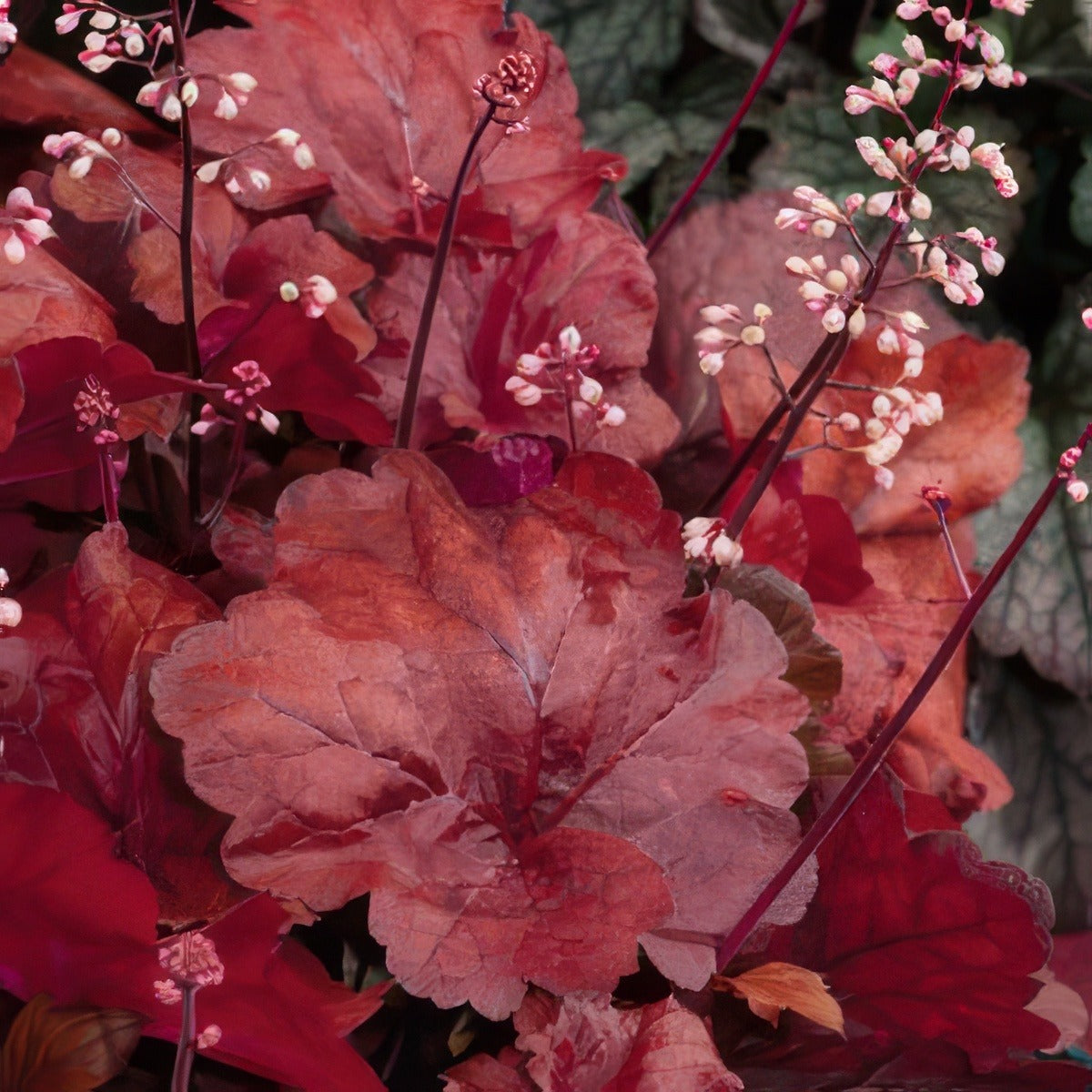Heuchera Fire Alarm 2018 Lpoheufal - Garden Express Australia