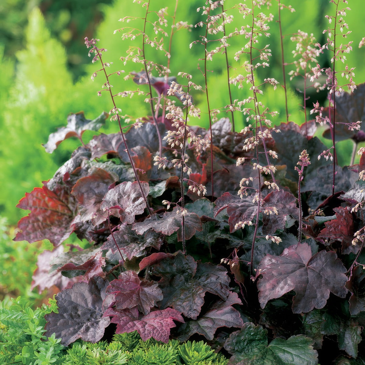 Heuchera Palace Purple Pplheuppa - Garden Express Australia