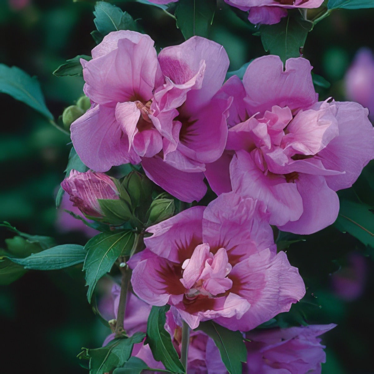 Hibiscus Double Plum - Garden Express Australia