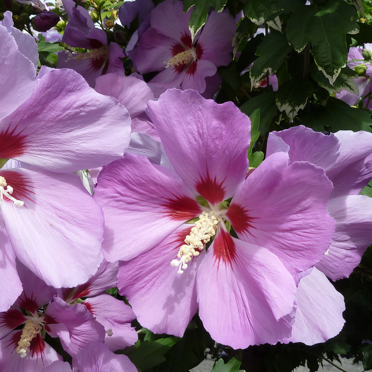 Hibiscus Single Purple Flower Courtesy Wlcutler Flickr Lpohibspu - Garden Express Australia