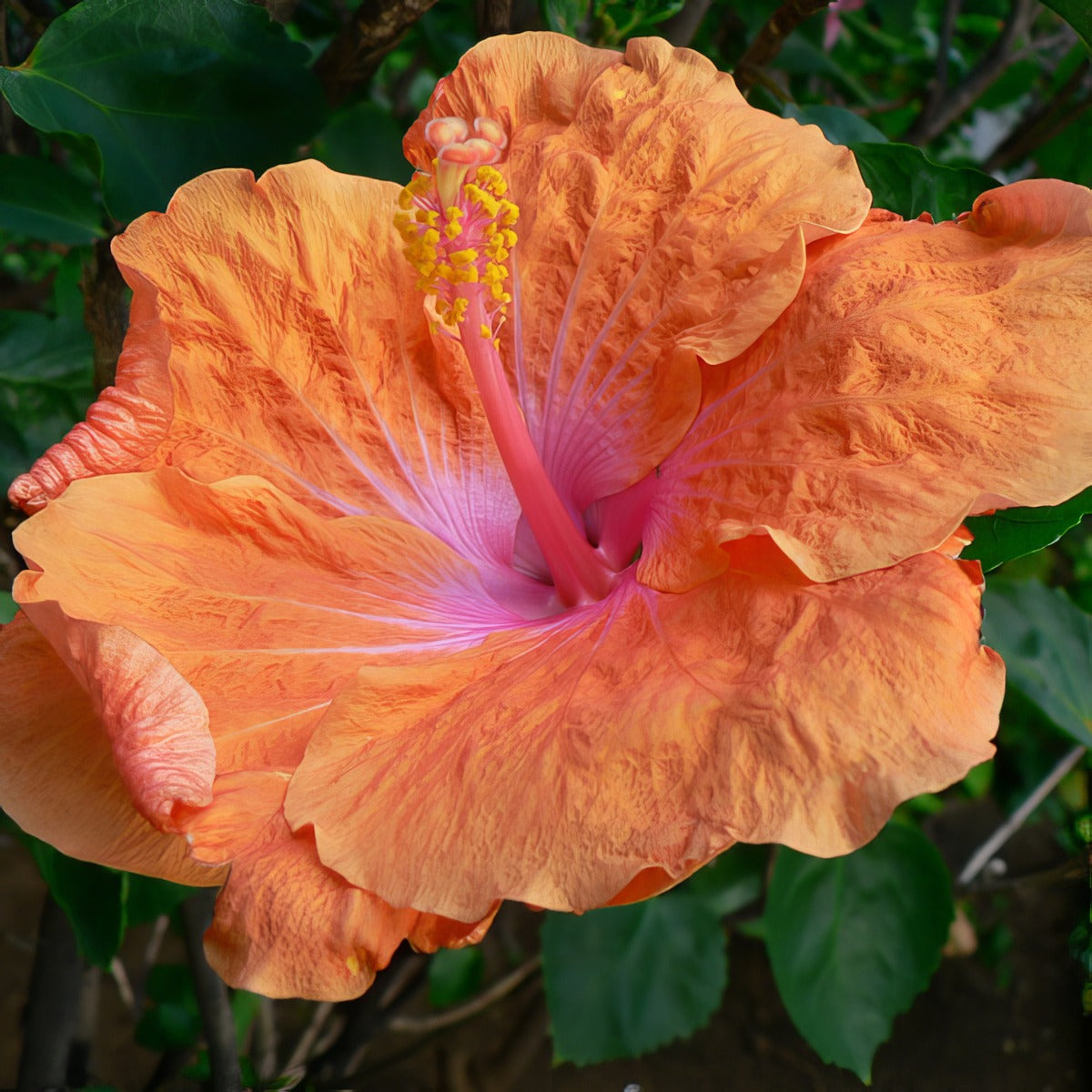 Hibiscus Ben Lexcen P10hibblx - Garden Express Australia