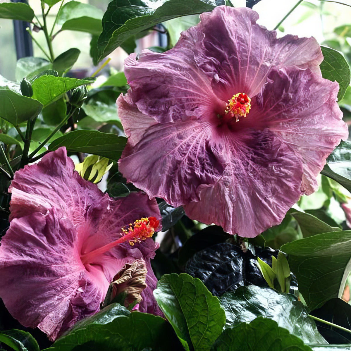 Hibiscus Berried Treasure P10hibbtr - Garden Express Australia