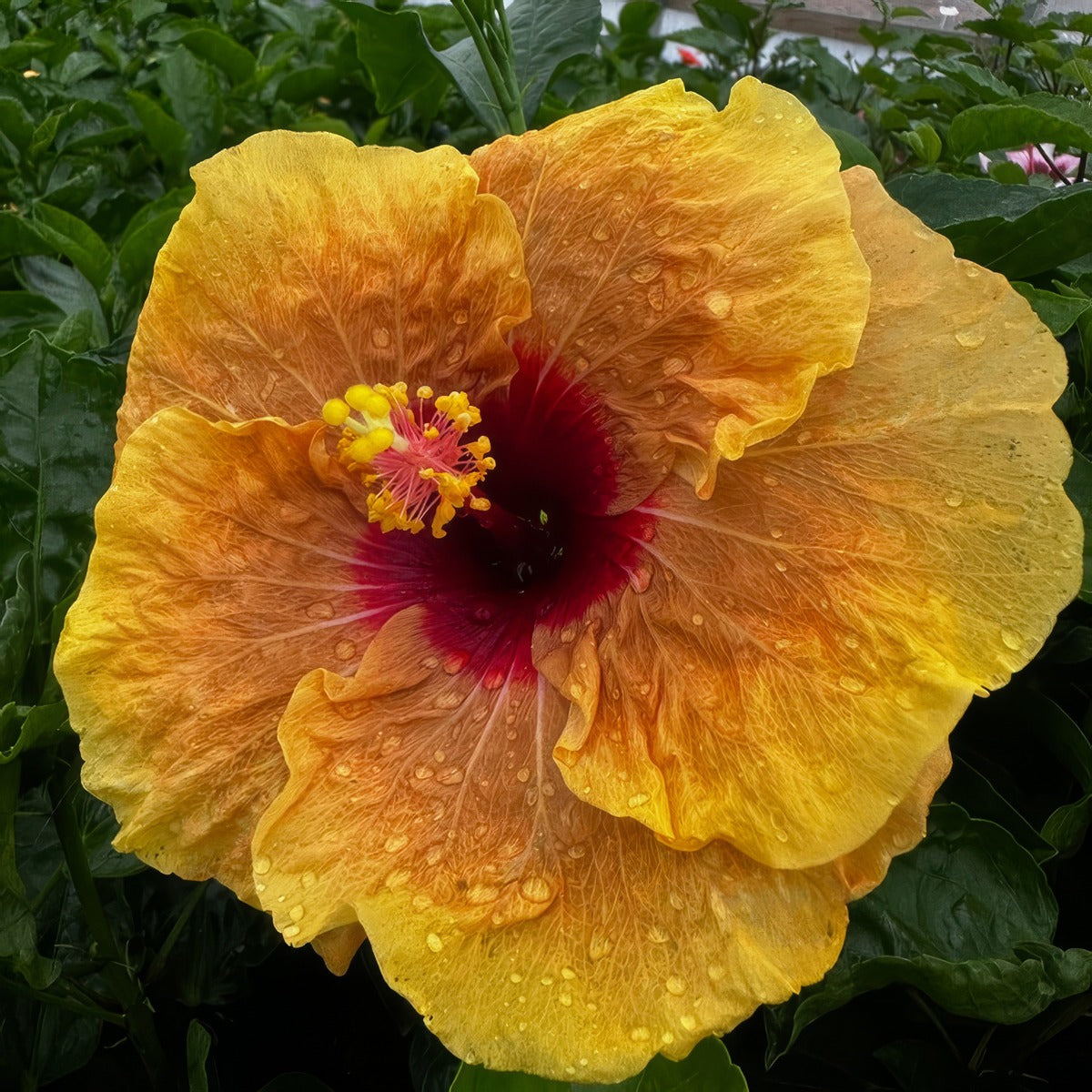 Hibiscus Herm Geller P10hibhgl - Garden Express Australia