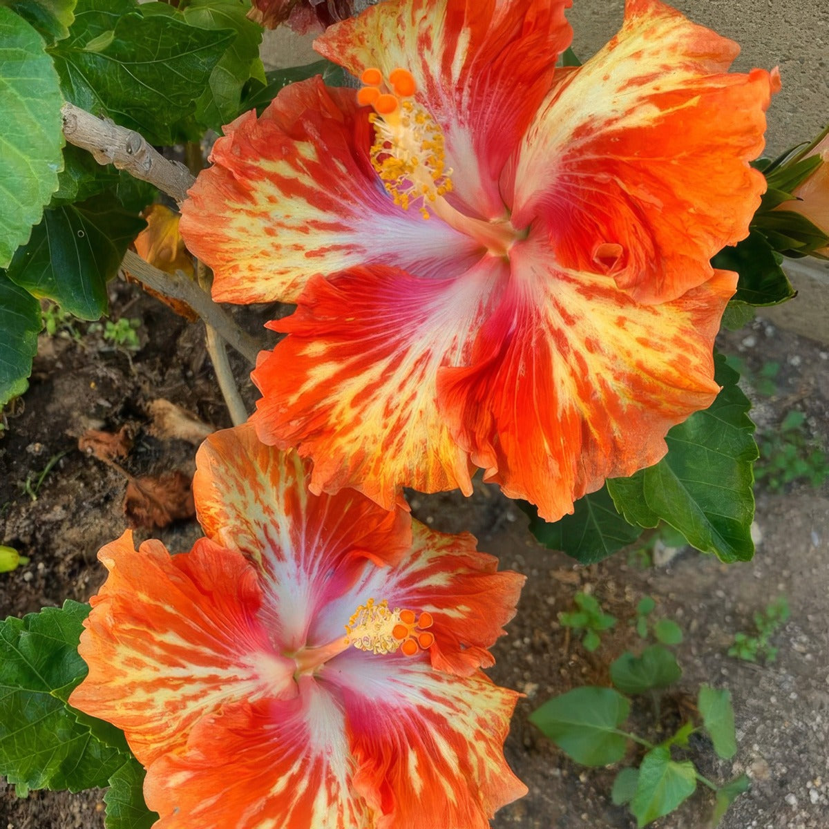 Hibiscus Lady Cilento Cc By Sa 4 P10hiblcl - Garden Express Australia
