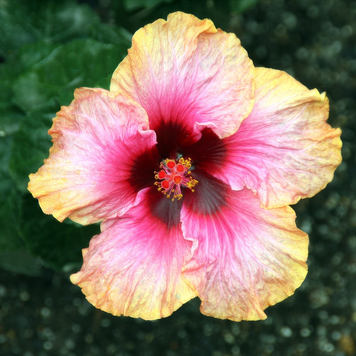 Hibiscus Pirates Patch By David J Via Wiki P10hibppa - Garden Express Australia