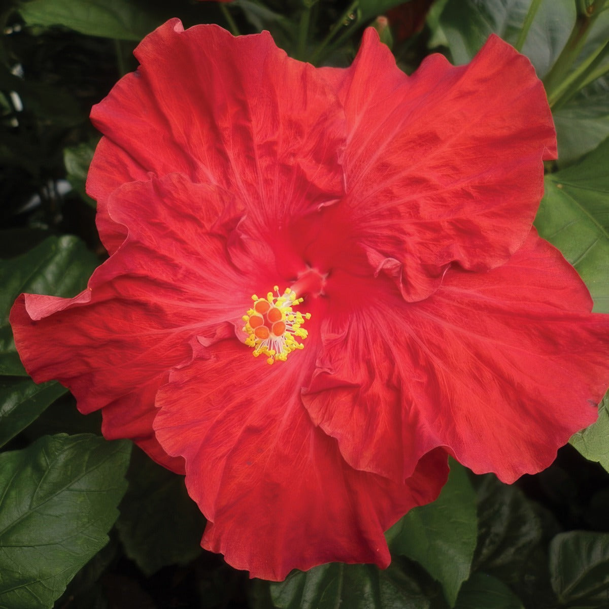 Hibiscus Rio Clara Absolute Ruby P10hibrcar - Garden Express Australia