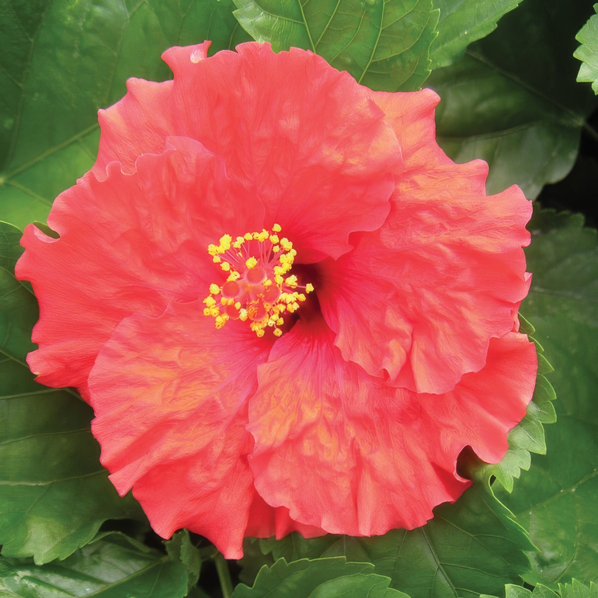 Hibiscus Rio Clara Ruffled Red P10hibrcrr - Garden Express Australia