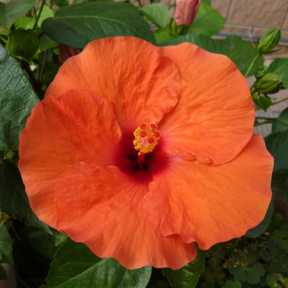 Hibiscus Ritzy P10hibrit - Garden Express Australia