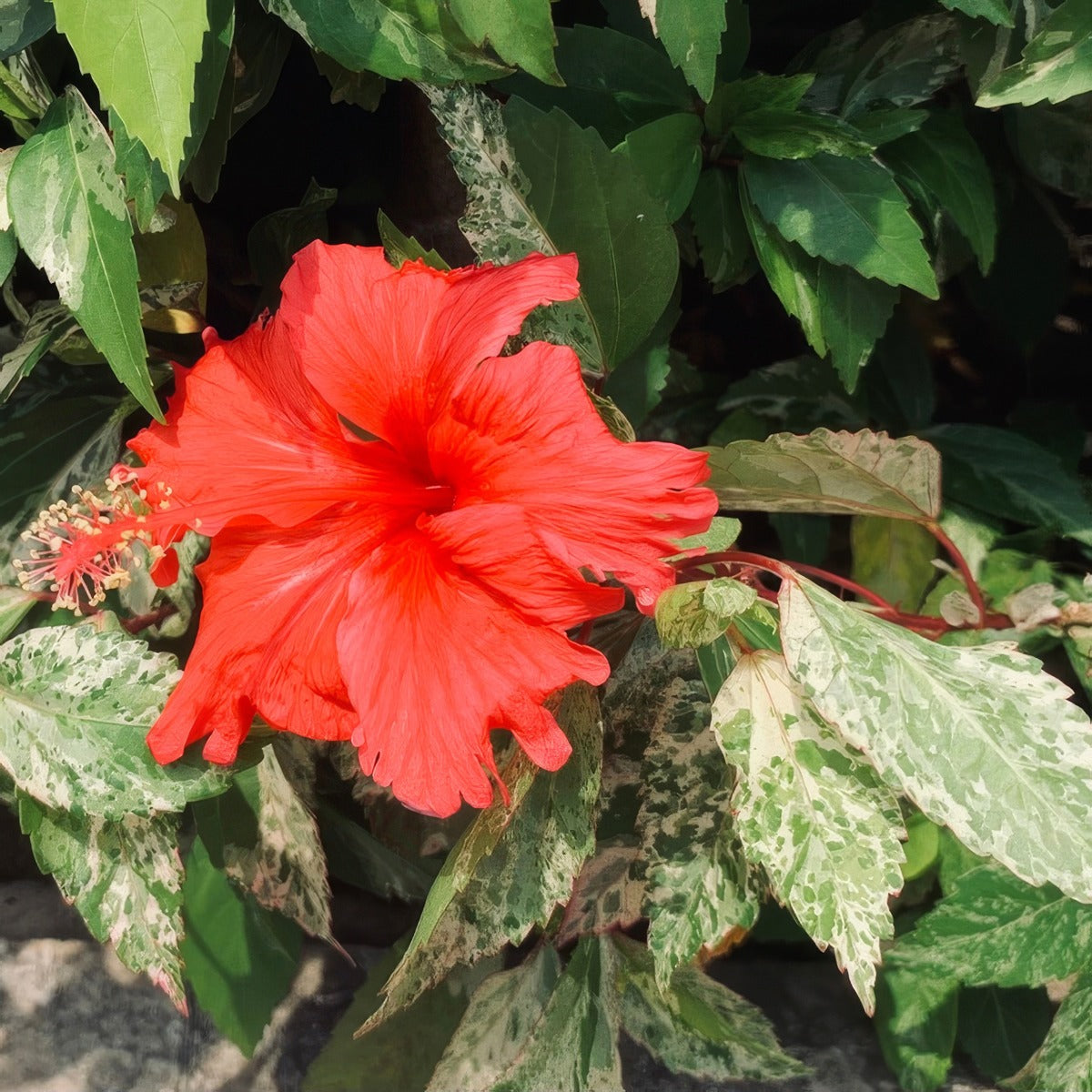 Hibiscus Snowflake - Garden Express Australia