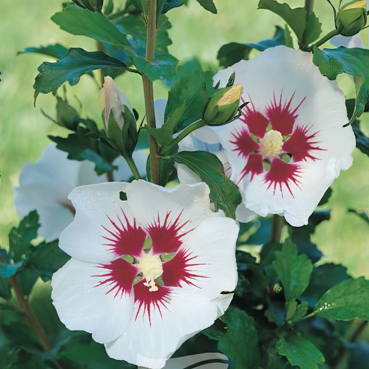 Hibiscus Helene P20hibhel - Garden Express Australia