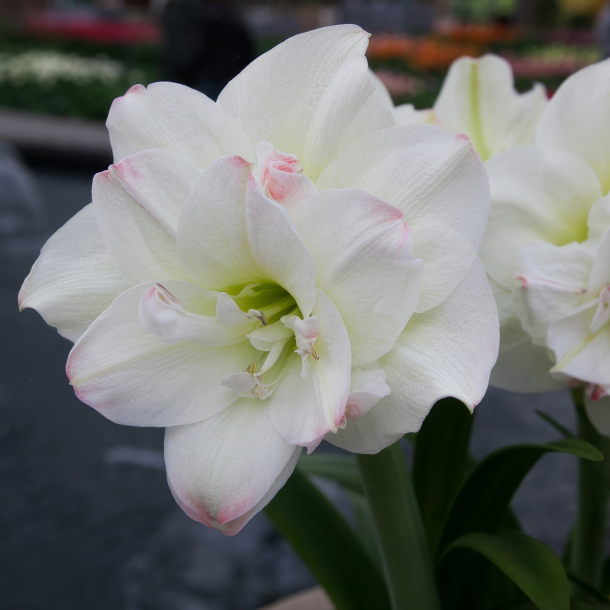 Hippeastrum Amadeus Candy Pkhipaca - Garden Express Australia
