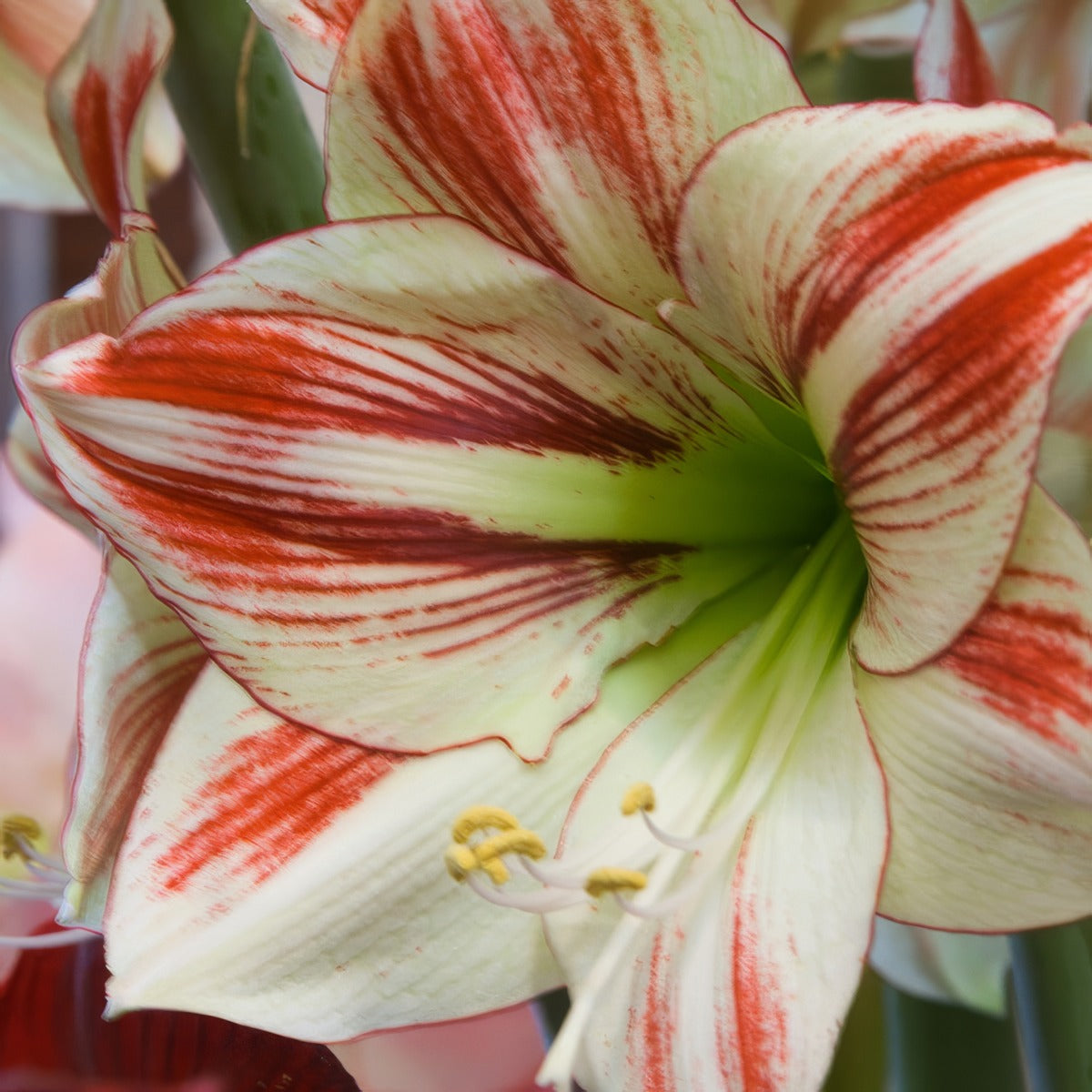 Hippeastrum Ambiance - Garden Express Australia