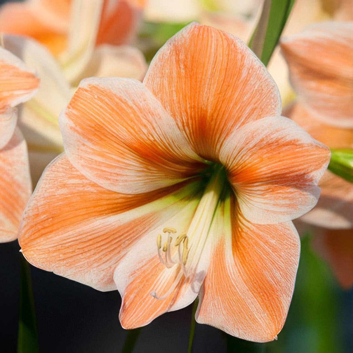 Hippeastrum Apricot Parfait 16 - Garden Express Australia