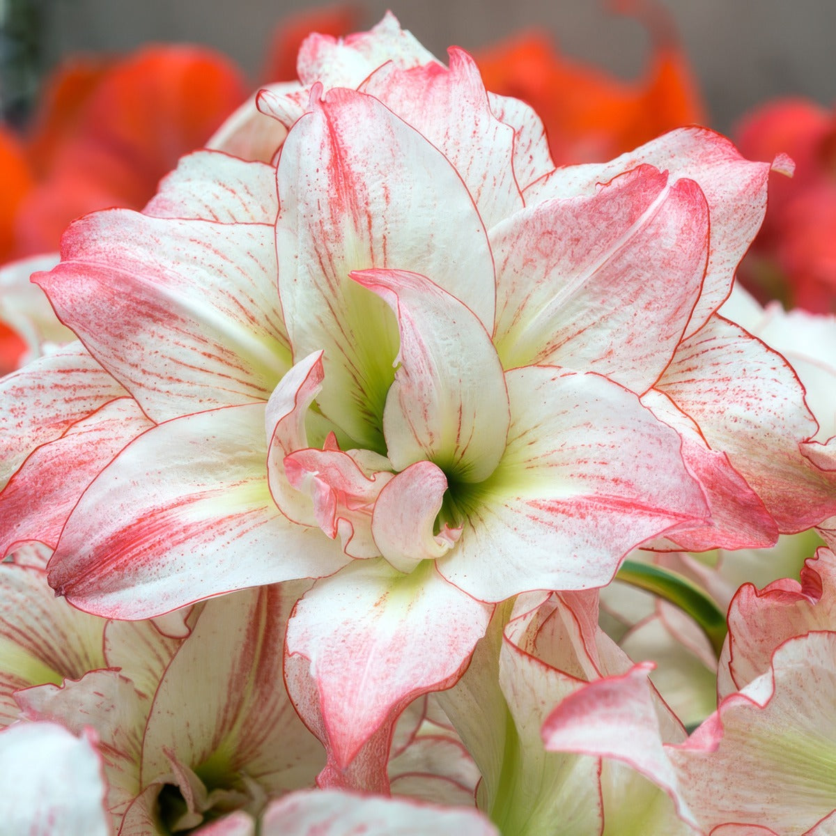 Hippeastrum Aphrodite Pkhipaph - Garden Express Australia