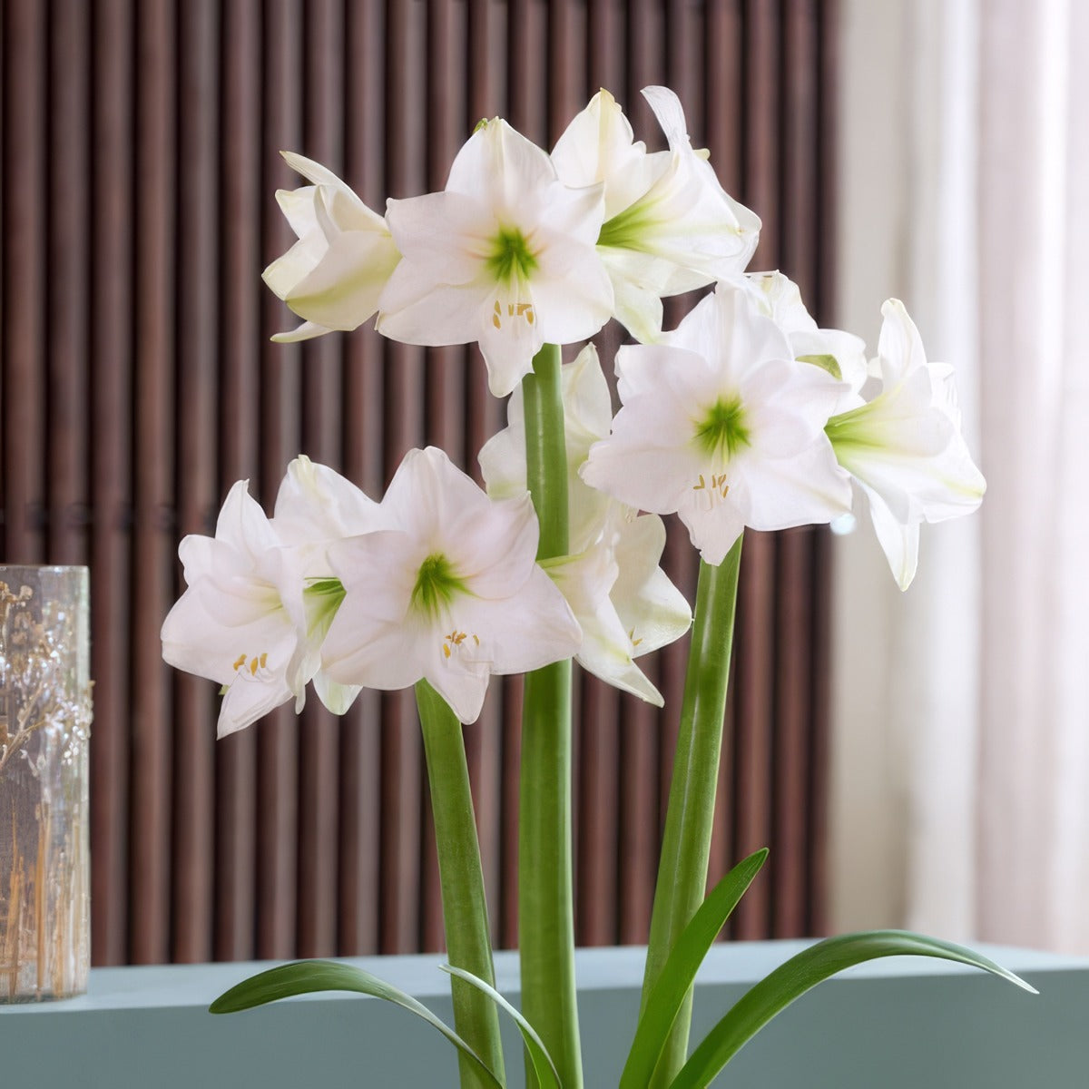 Hippeastrum Costa Blanca Pkhipcbl - Garden Express Australia