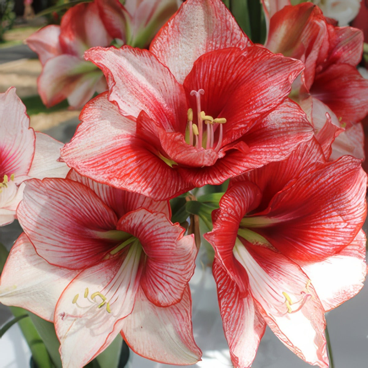 Hippeastrum Charisma 161 - Garden Express Australia