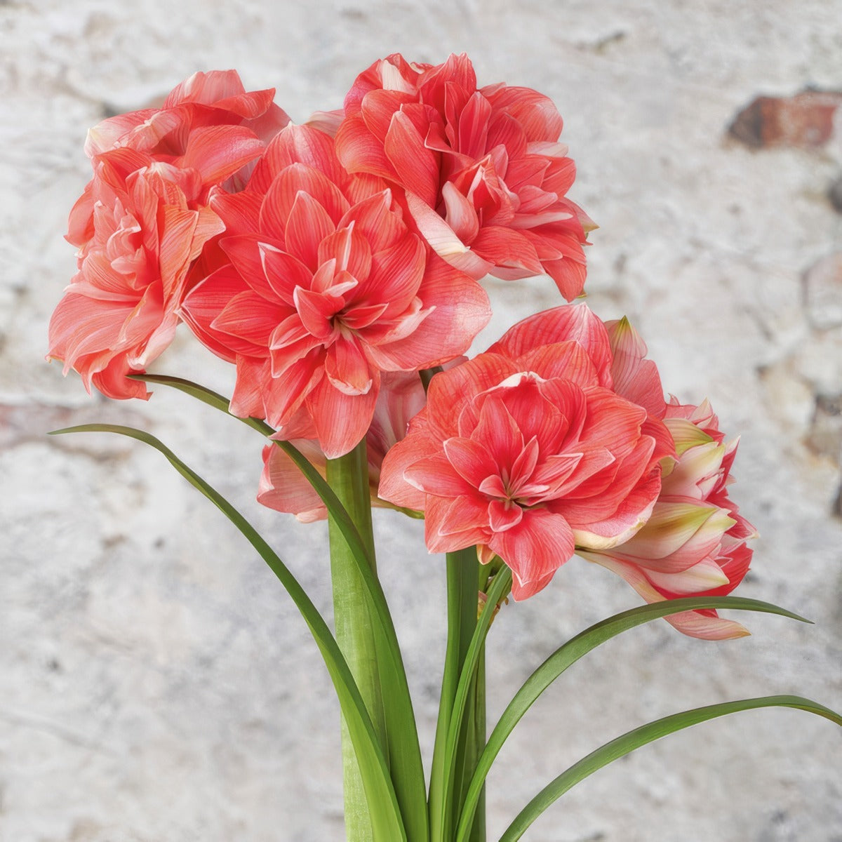 Hippeastrum Double Dream 21 Pkhipddr - Garden Express Australia