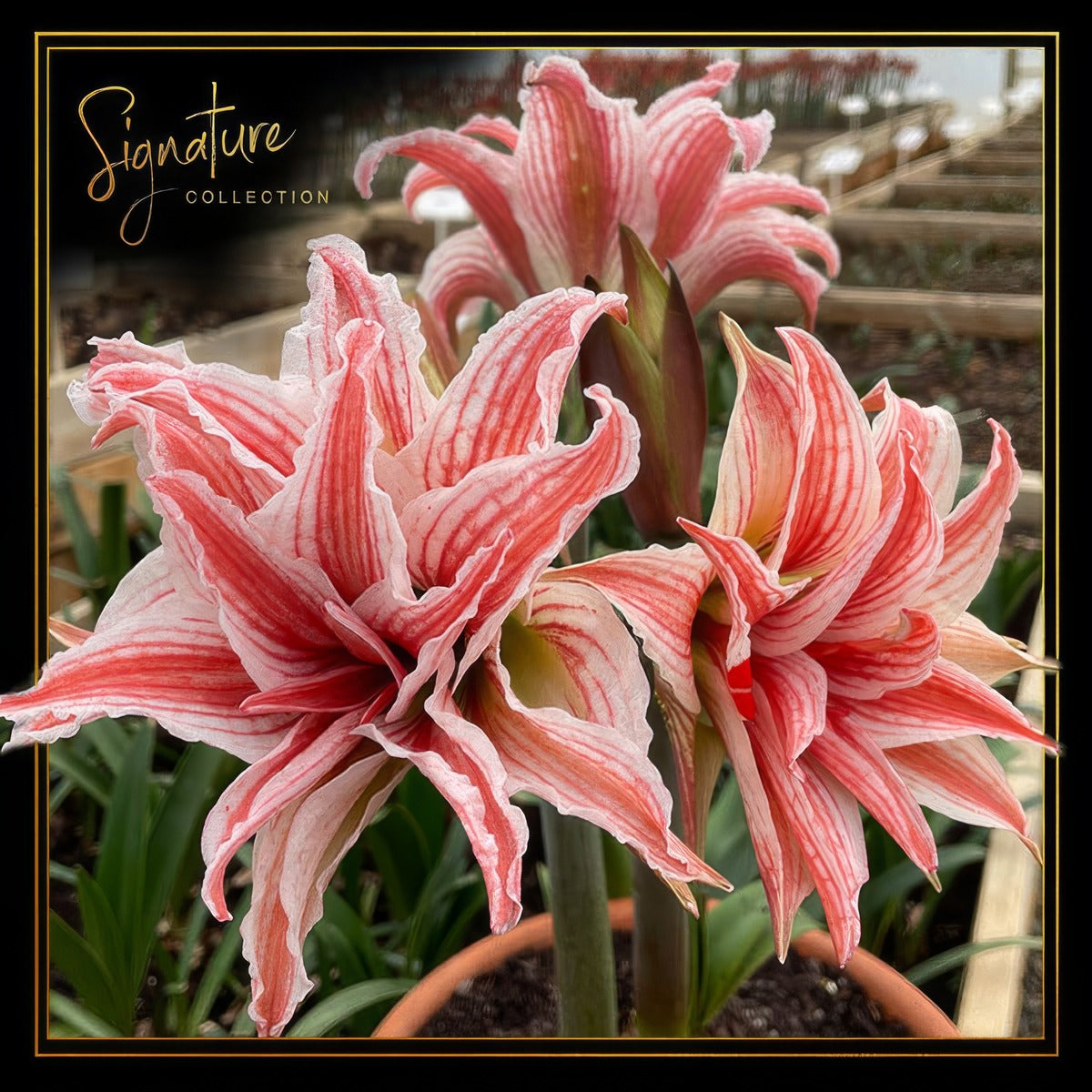 Doublet Hippy Sc - Garden Express Australia