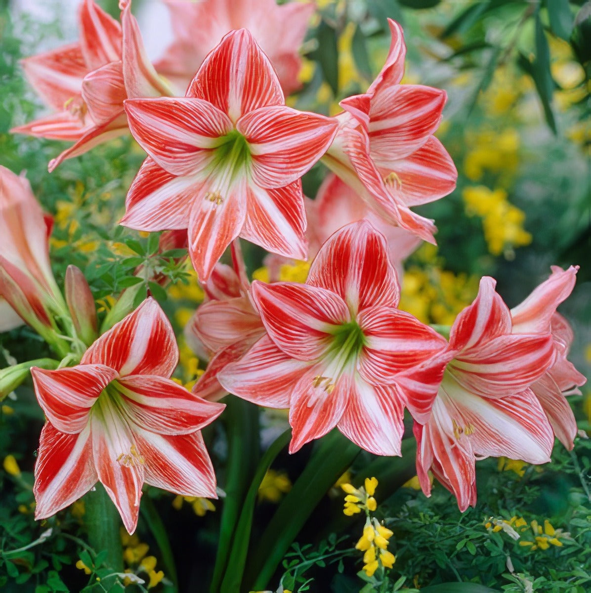 Hippeastrum Fairytale Visi20115 15 - Garden Express Australia