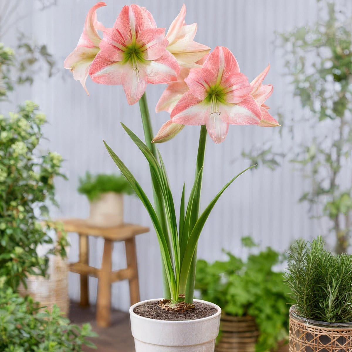 Hippeastrum Fay Pkhipfay - Garden Express Australia