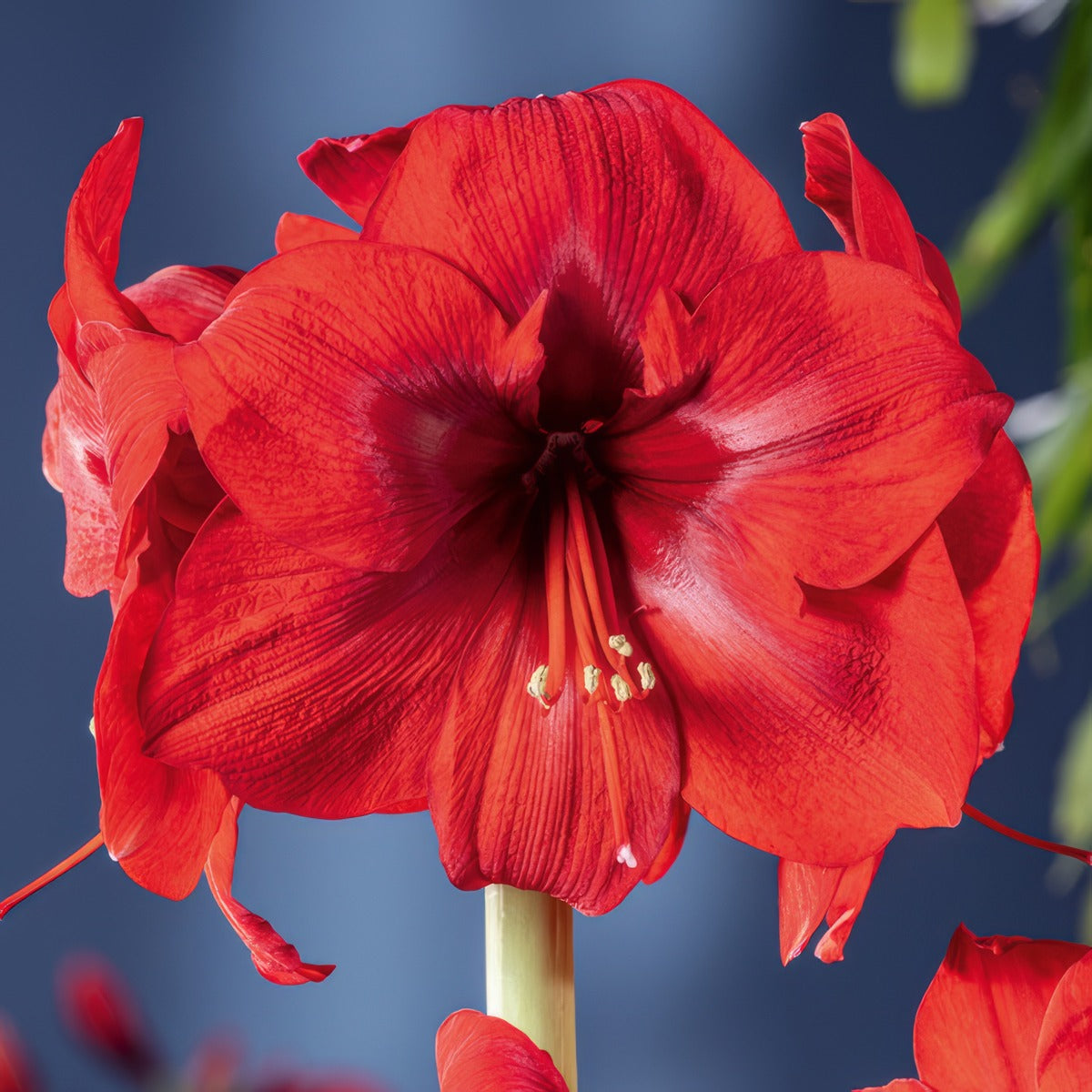 Hippeastrum Fire Ball Pkhipfba - Garden Express Australia