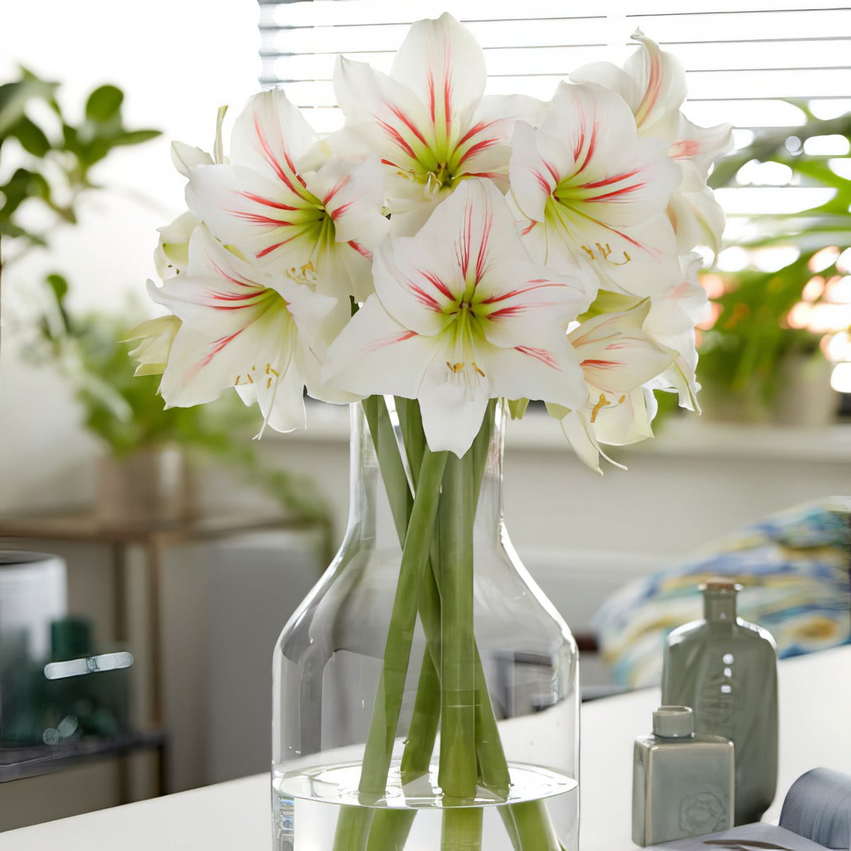 Hippeastrum Geisha Pkhipgei - Garden Express Australia