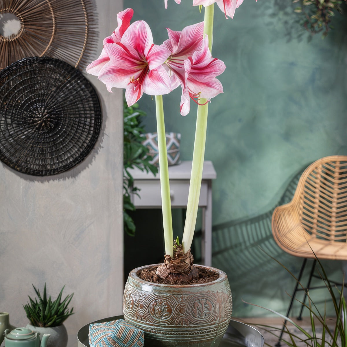 Hippeastrum Gervase 2 2025 Pkhipger - Garden Express Australia