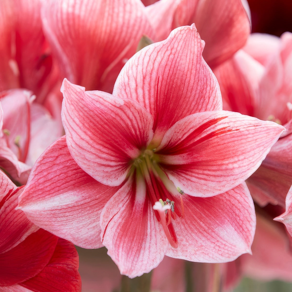 Hippeastrum Gervase 2025 Bulhipger - Garden Express Australia