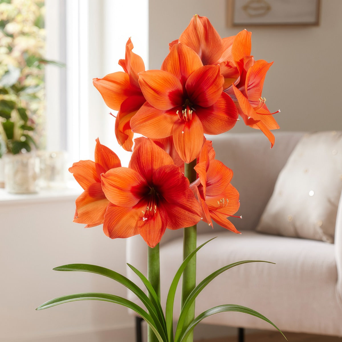 Hippeastrum Horizon Pkhiphor - Garden Express Australia