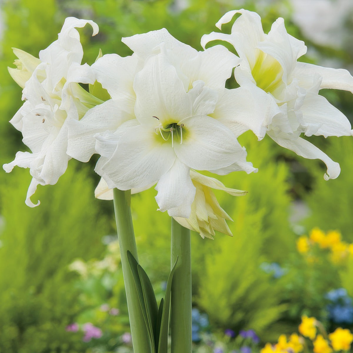 Hippeastrum Ice Queen Pkhipiqu - Garden Express Australia