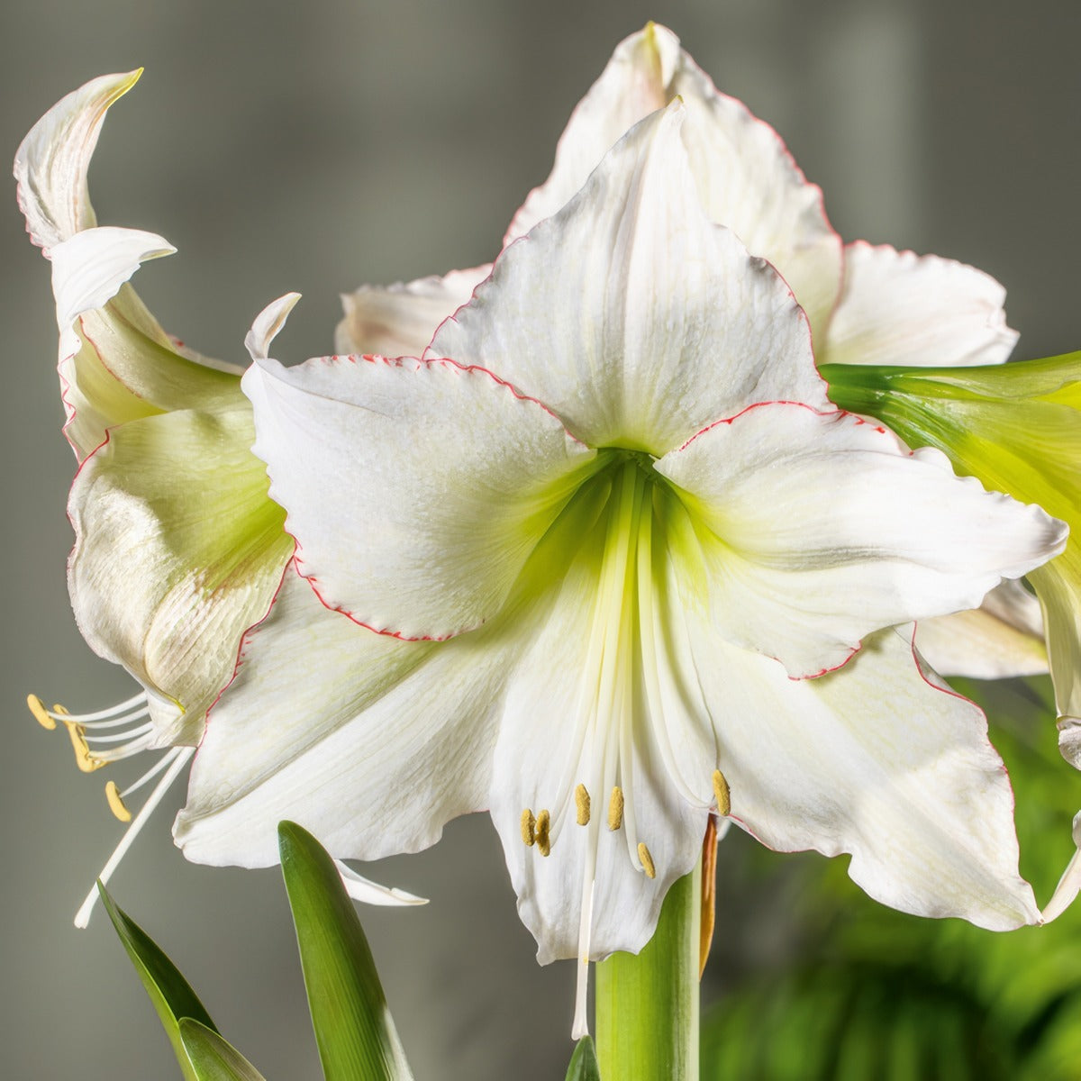 Hippeastrum Lemon Cream Pkhiplcr - Garden Express Australia