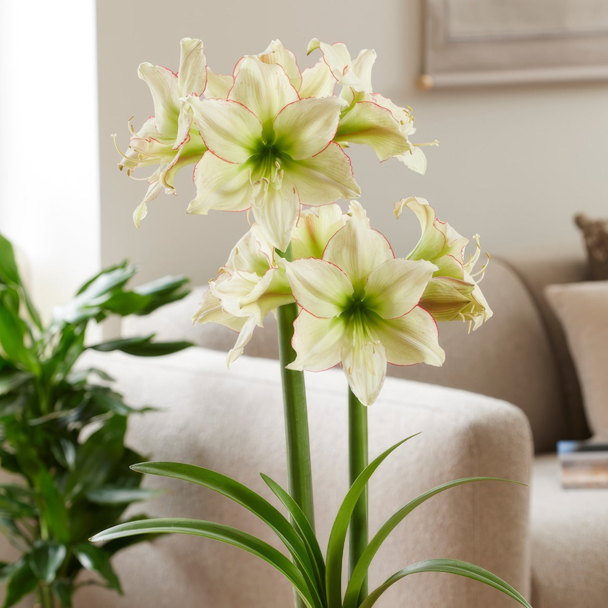 Hippeastrum Spotted Cream 2 Pkhipscr - Garden Express Australia