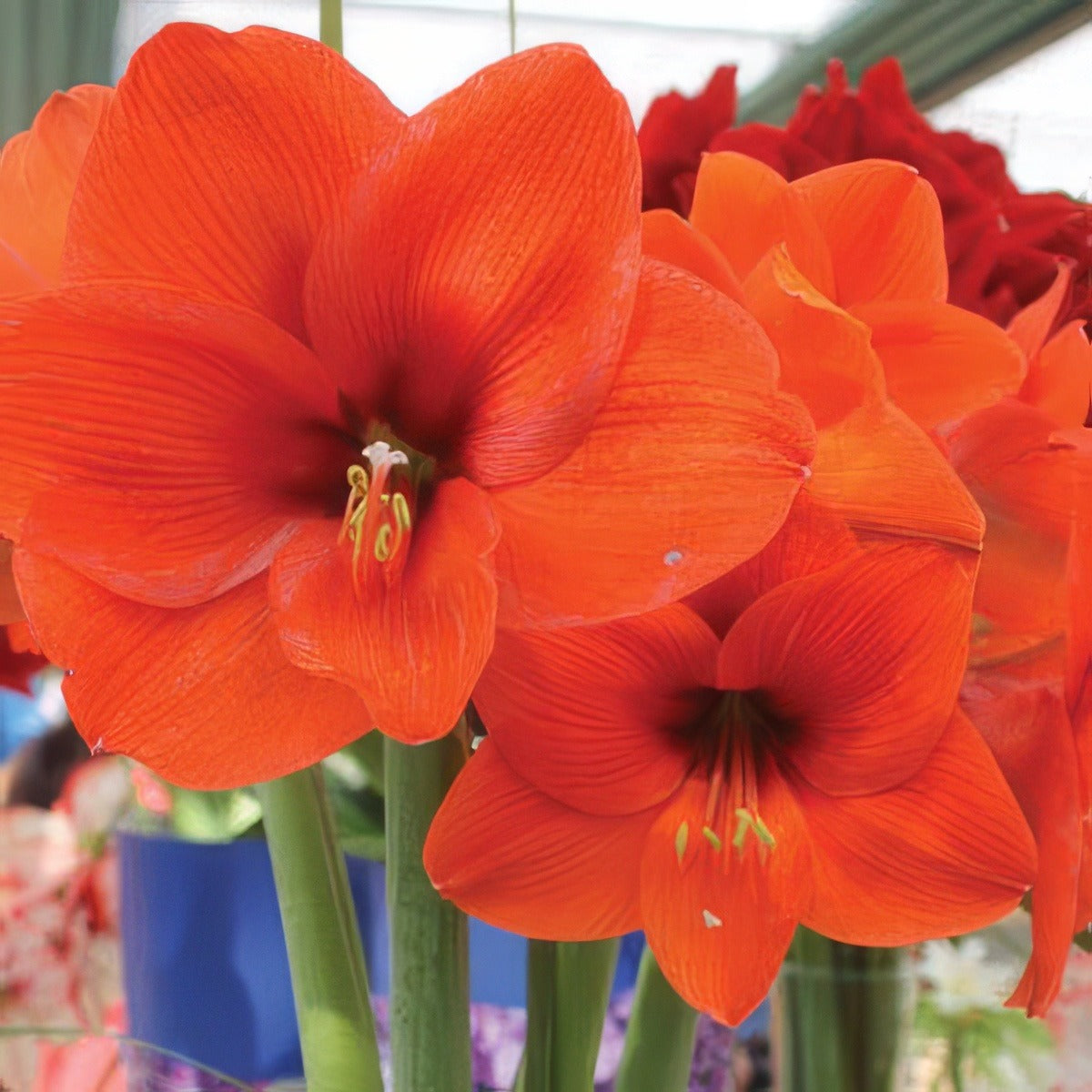 Hippeastrum Naranja Pkhipnar - Garden Express Australia