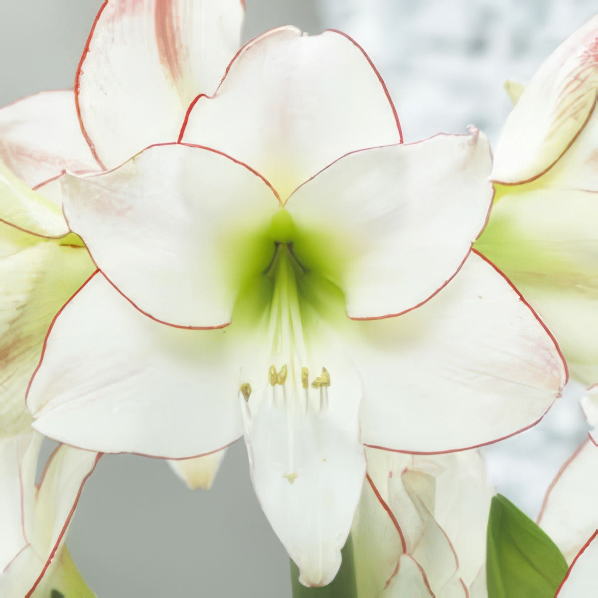 Hippeastrum Picotee 14 - Garden Express Australia