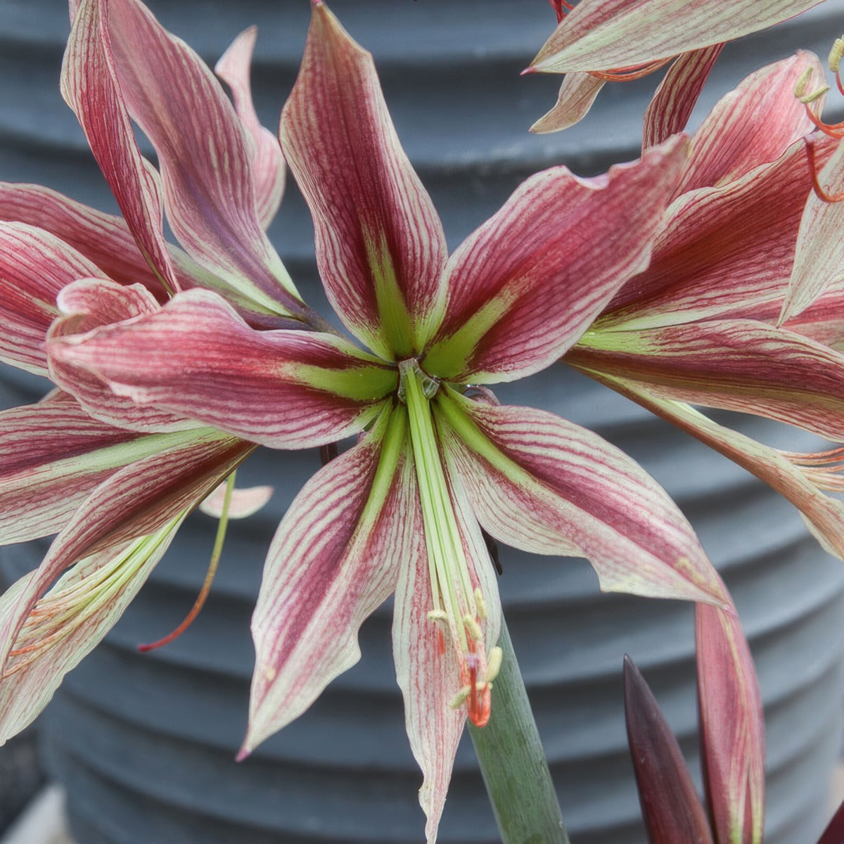 Hippeastrum Rio Negro Pkhiprne - Garden Express Australia