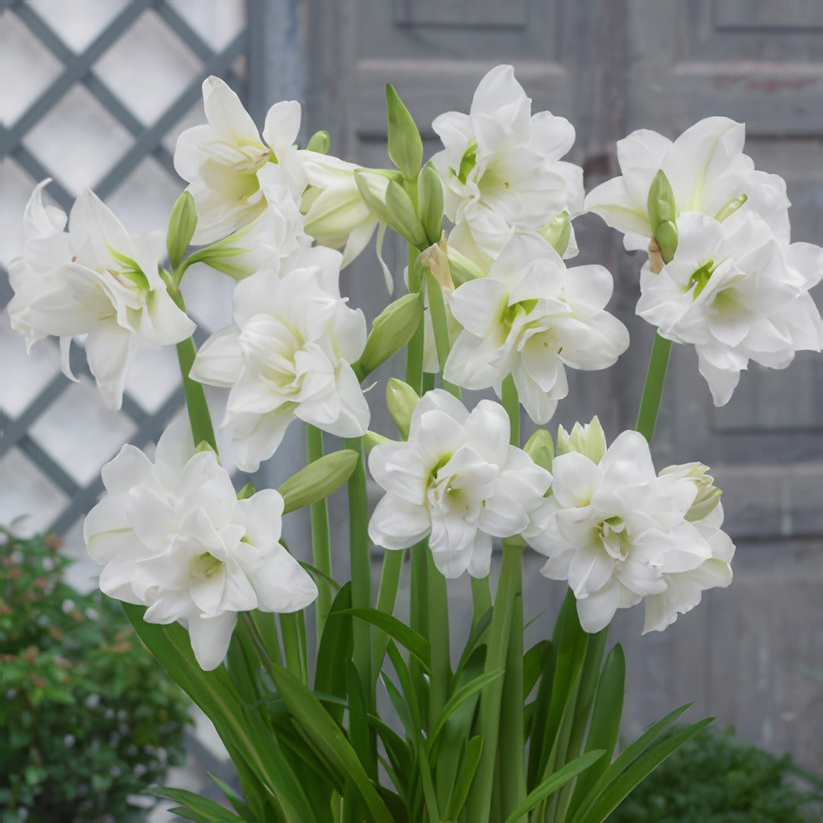 Sonatini Hippeastrum Alasca 16 - Garden Express Australia