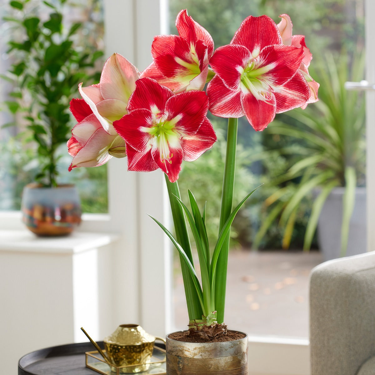 Hippeastrum Silver Dream Pkhipsdr - Garden Express Australia