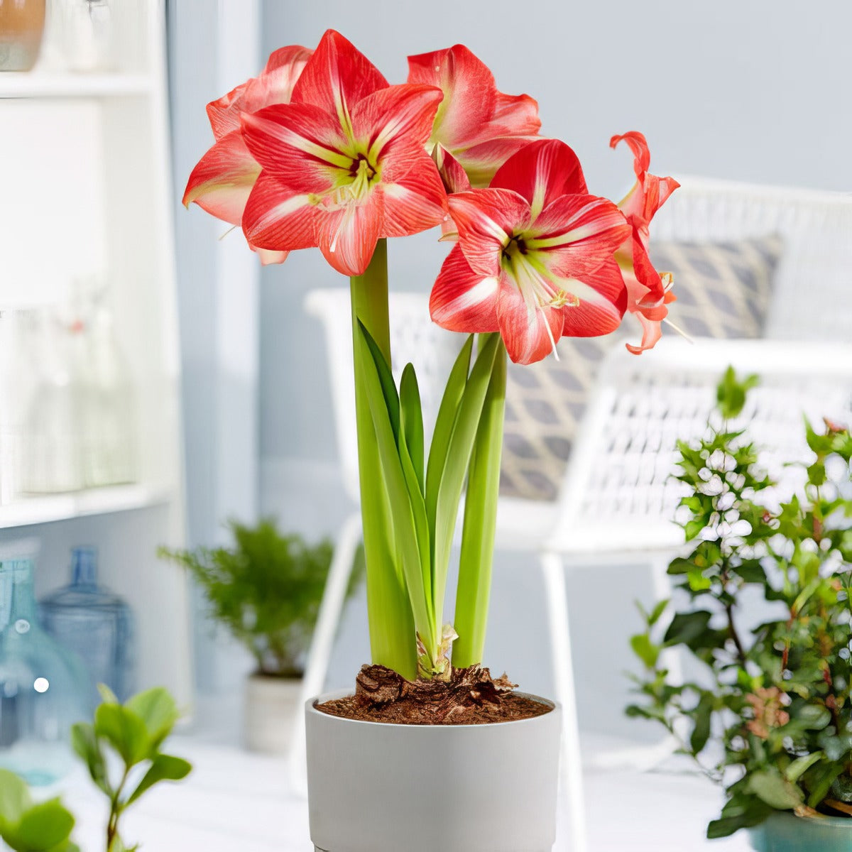 Hippeastrum Shining Star Pkhipshs - Garden Express Australia