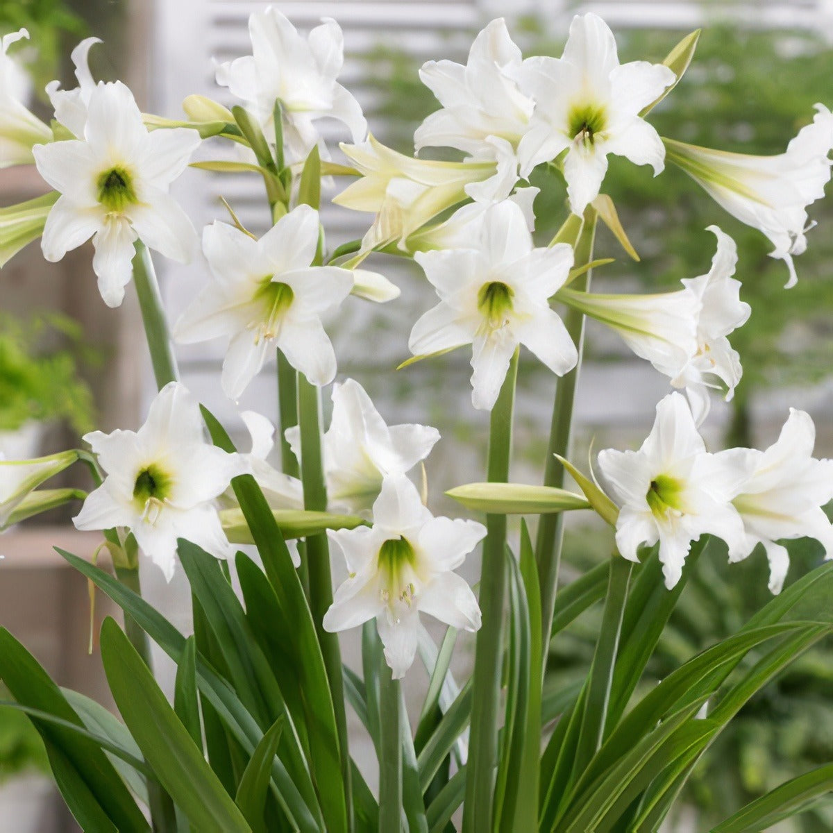 Sonatini Hippeastrum Swan Lake 15 Vis - Garden Express Australia